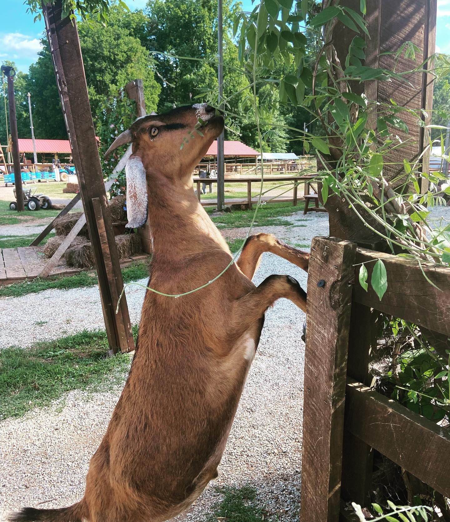 ⭐️Meet the Farm Monday⭐️ We’re back... - Spring Haven Farm | Facebook