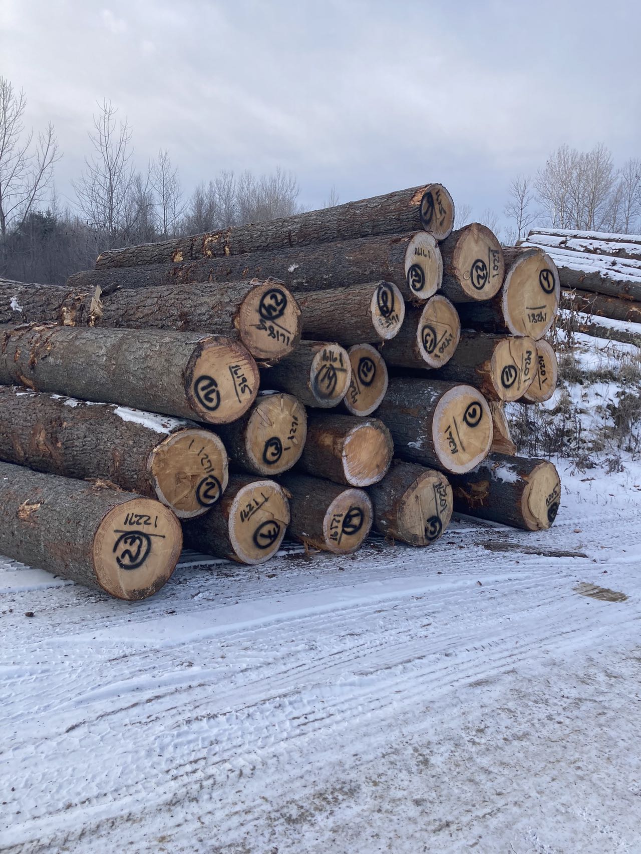 Ezzi Forest Exports LLC - Log / Timber / Lumber Exports | Houston TX