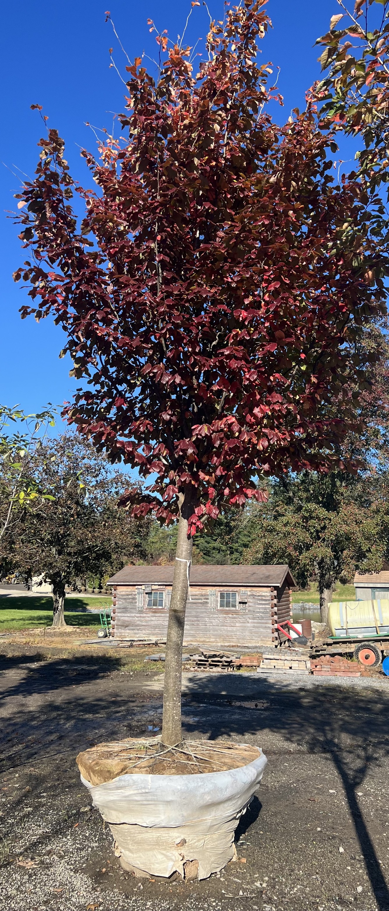King's Tree Farm | Hampstead MD