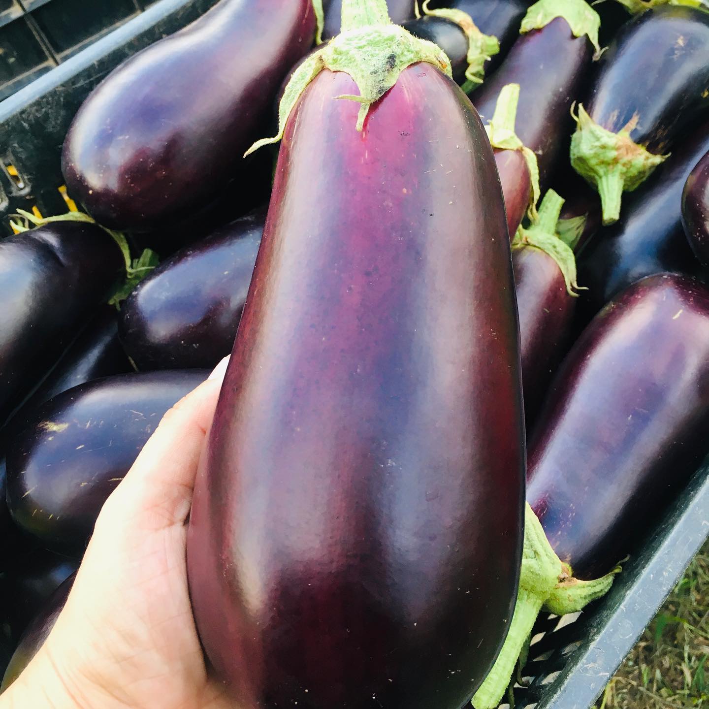 Banaven CA - 🍆🍆🍆 Las berenjenas son ricas en...