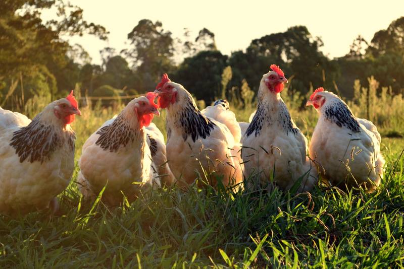Northern Rivers Poultry