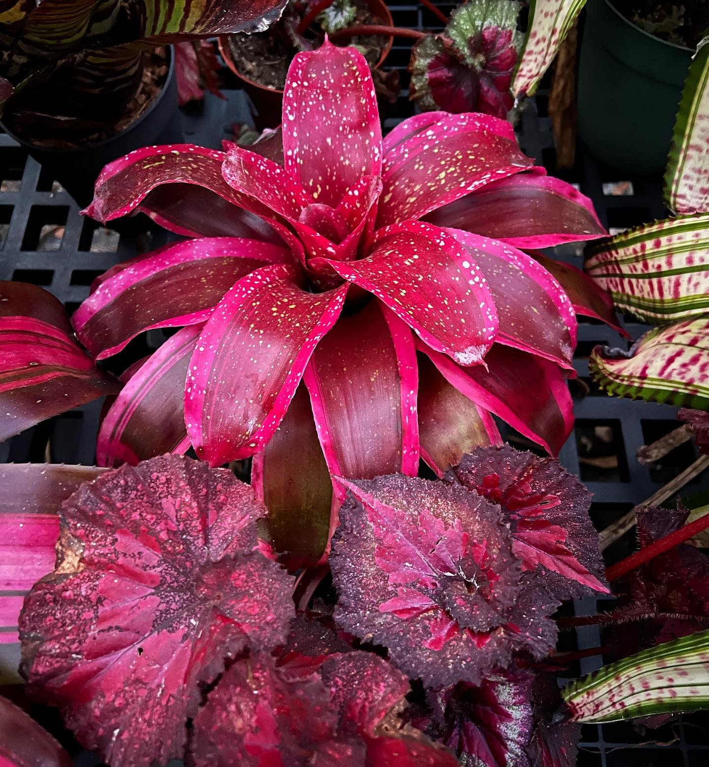 Neoregelia 'Highlander' bromeliad plant