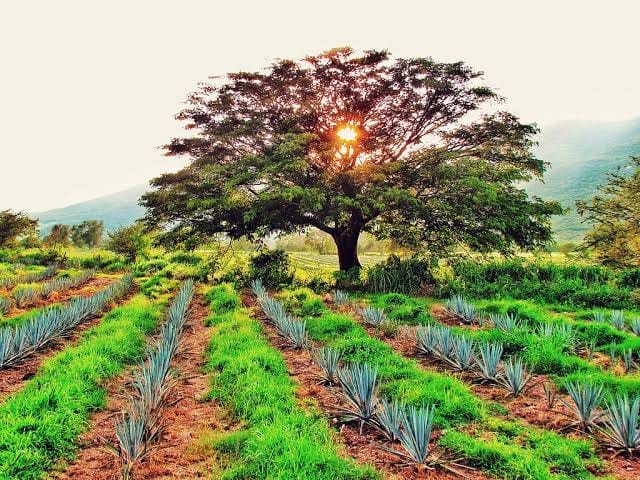 Conoce - Árbol de Parota, identidad de Tequila. La Parota, un Árbol con ...