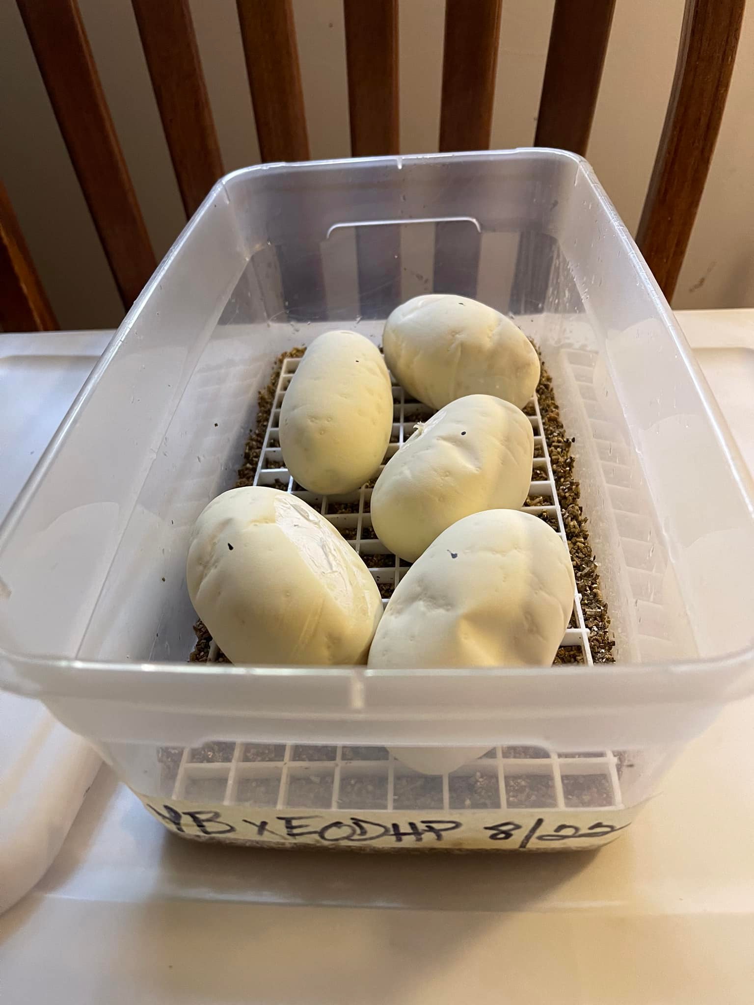 Belgrade Ball Pythons | Smithfield ME
