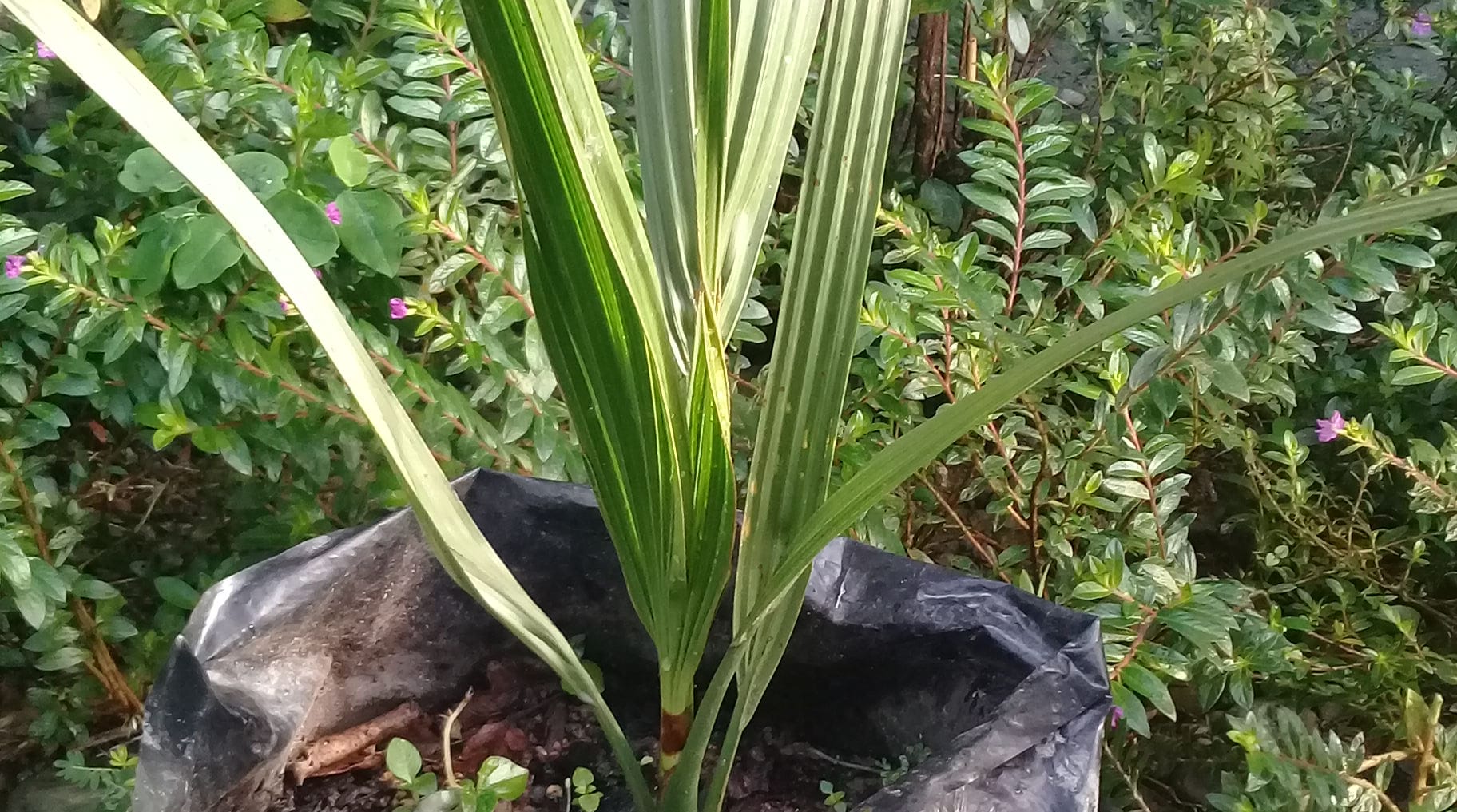 Cara Bertanam Dan Merawat Tanaman Didalam Pot - Lahan kita yang kosong ...