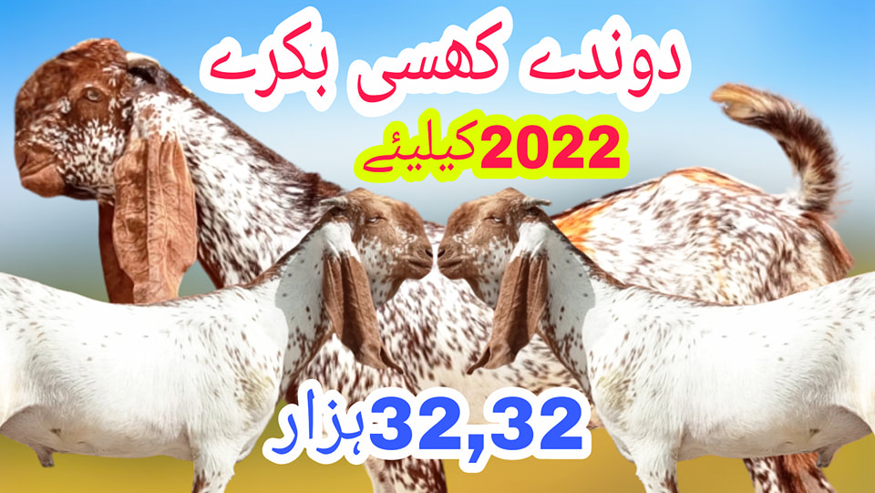 Luddan mandi