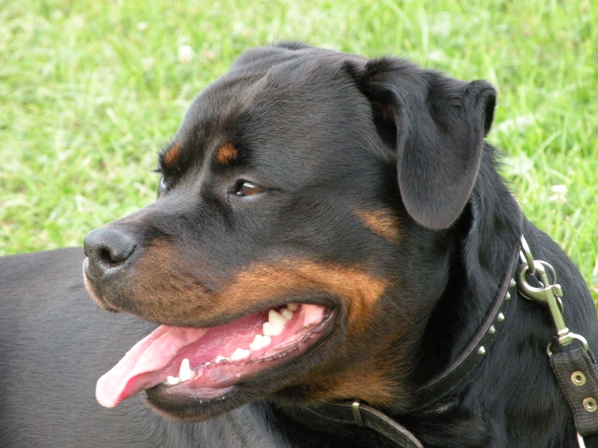 Valarti Rottweiler Kennel | Zaskale
