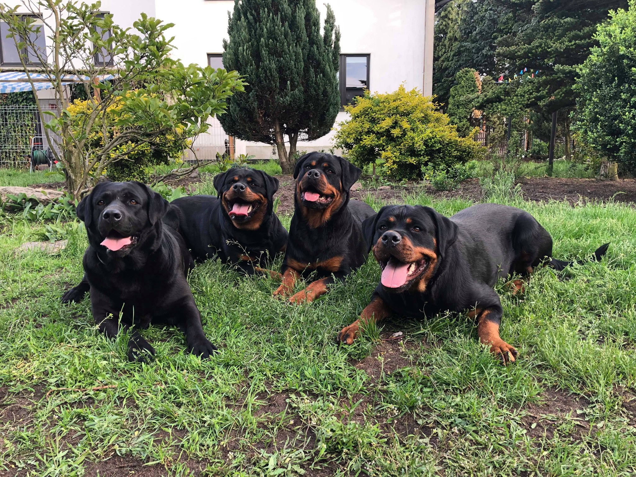 Vom Hause Akomia... - Vom Hause Akomia Rottweilers