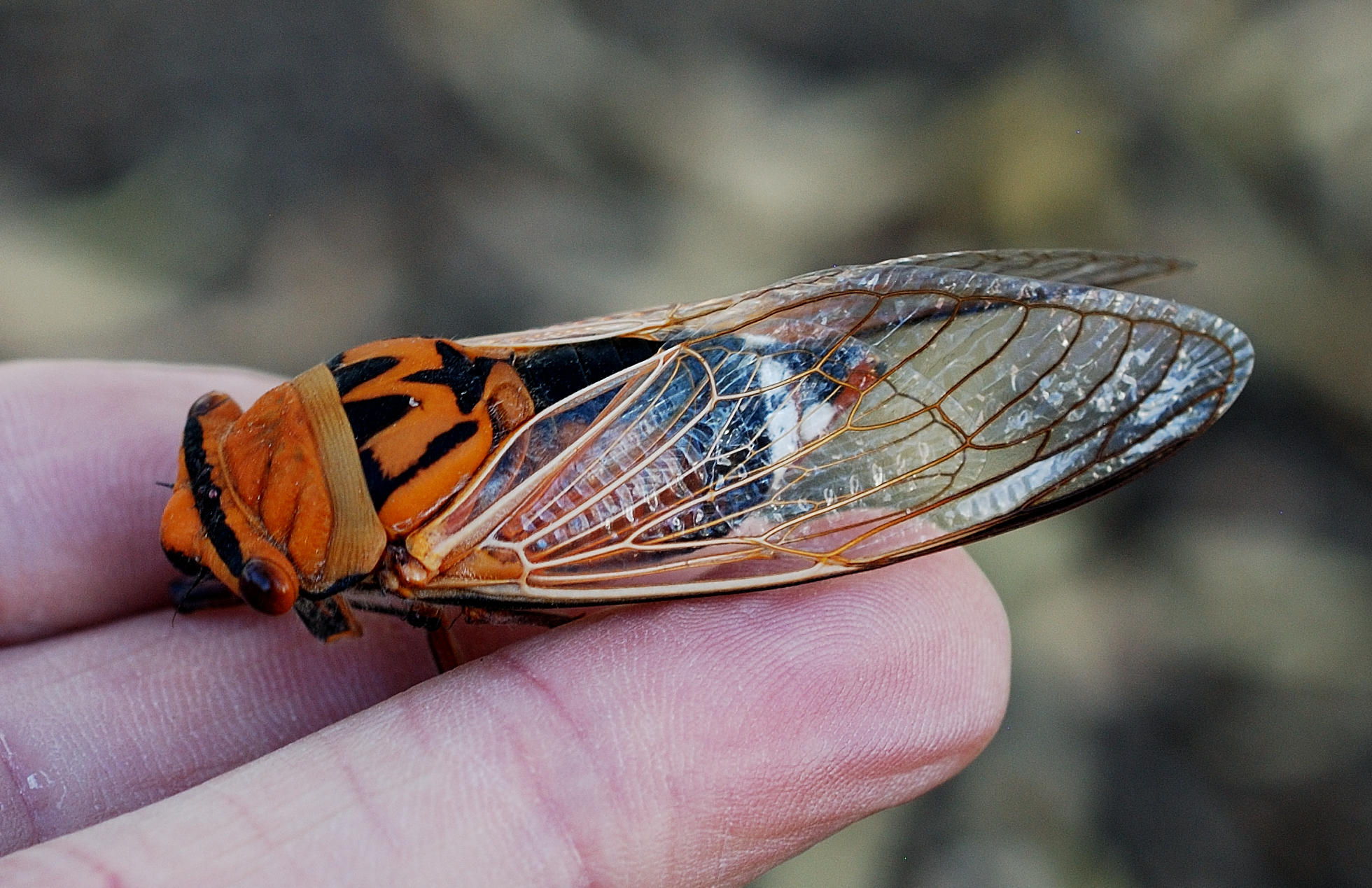 Stunning Cyclchila australasiae cicada found in Alice Springs