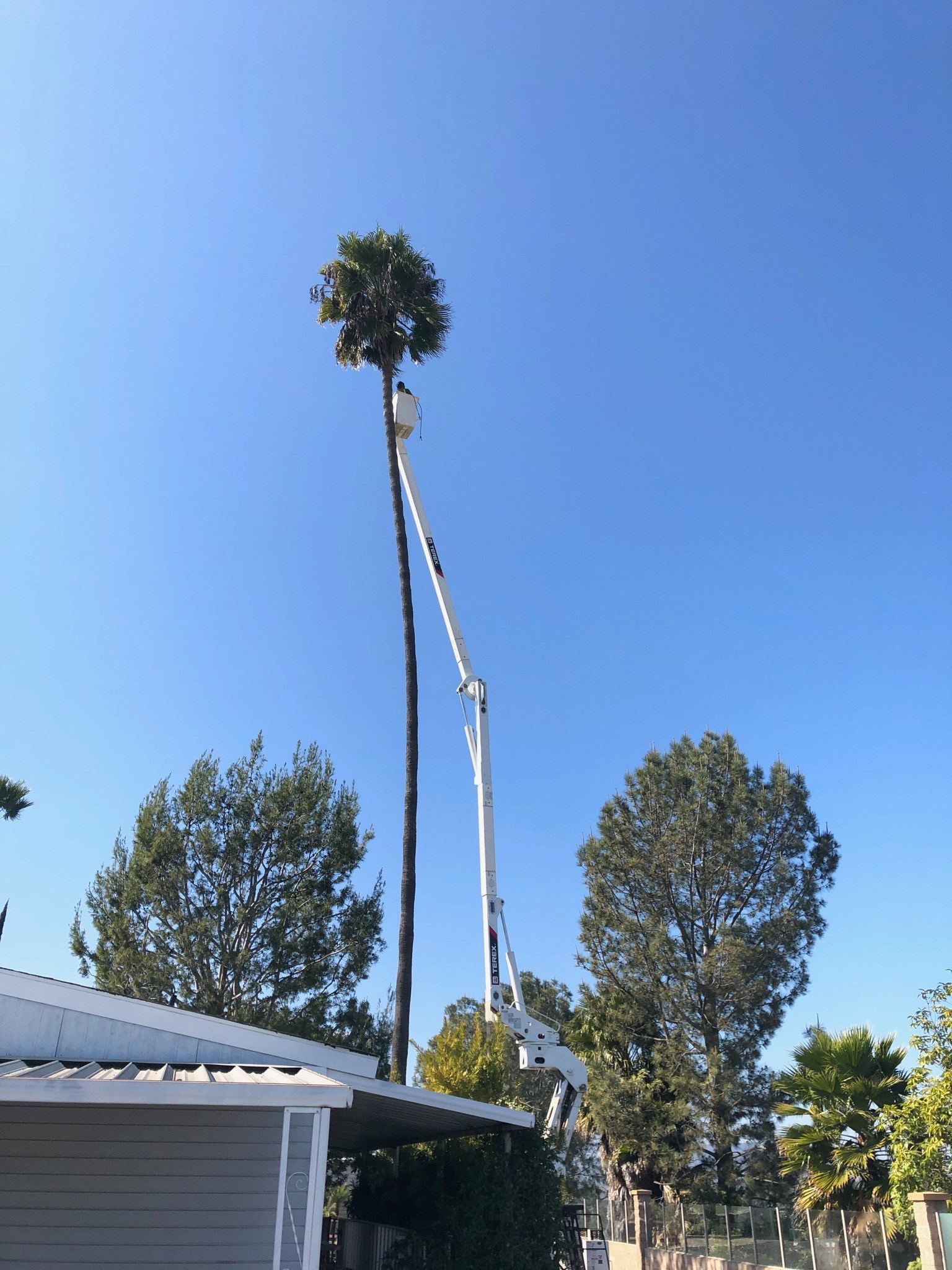 Pope Tree Service | Ramona CA