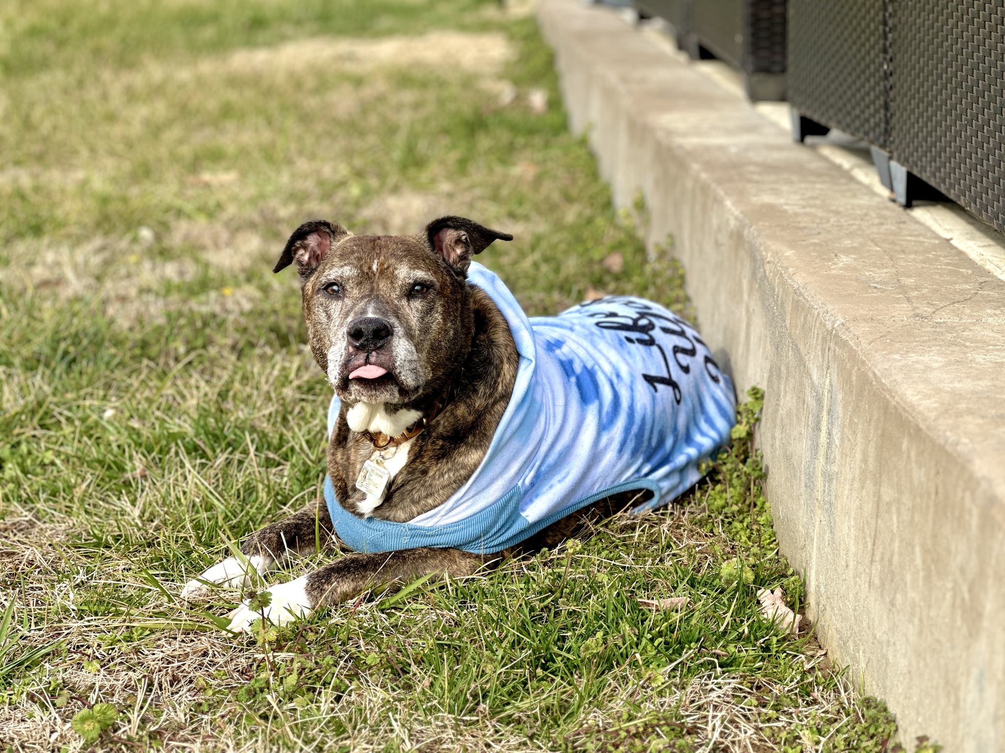 Pause 4 Pitty Pawz