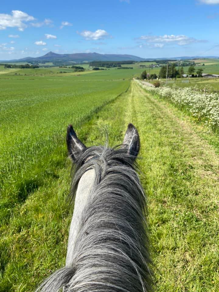 Gordon Dressage Group added a new... - Gordon Dressage Group