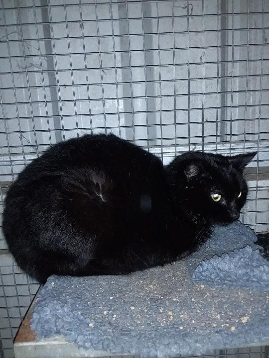Rosebuds Cat Rescue Auction Page | Facebook