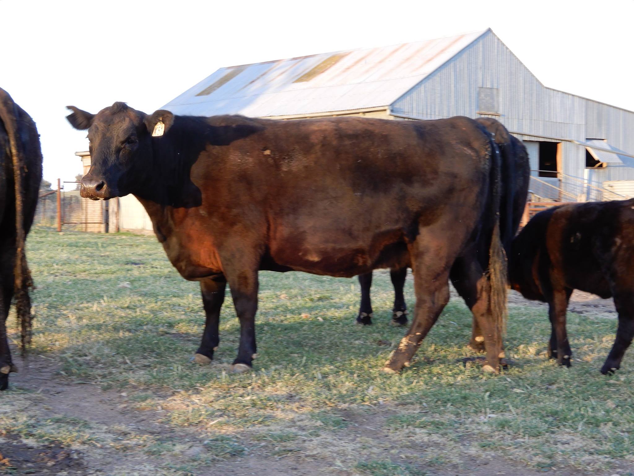 Callow Livestock Pty Ltd | Dunedoo NSW