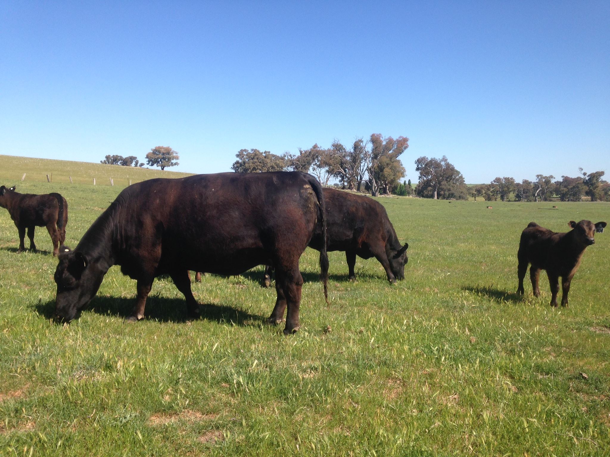 Callow Livestock Pty Ltd | Dunedoo NSW