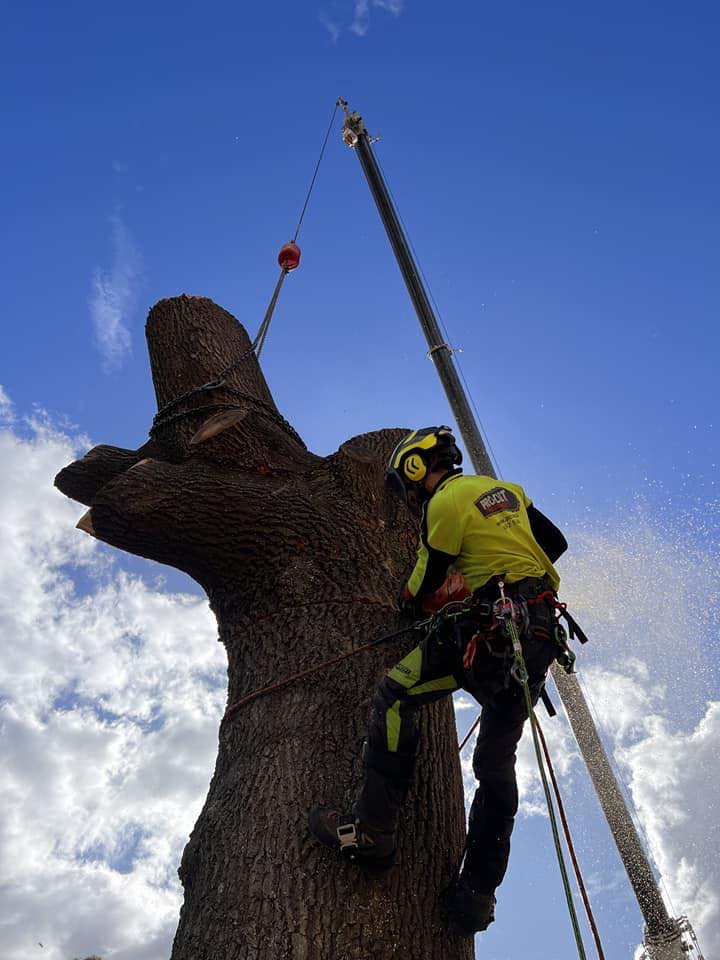 Pro-Cut Tree Services Pty Ltd. on Reels