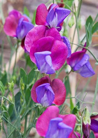 sweet-peas