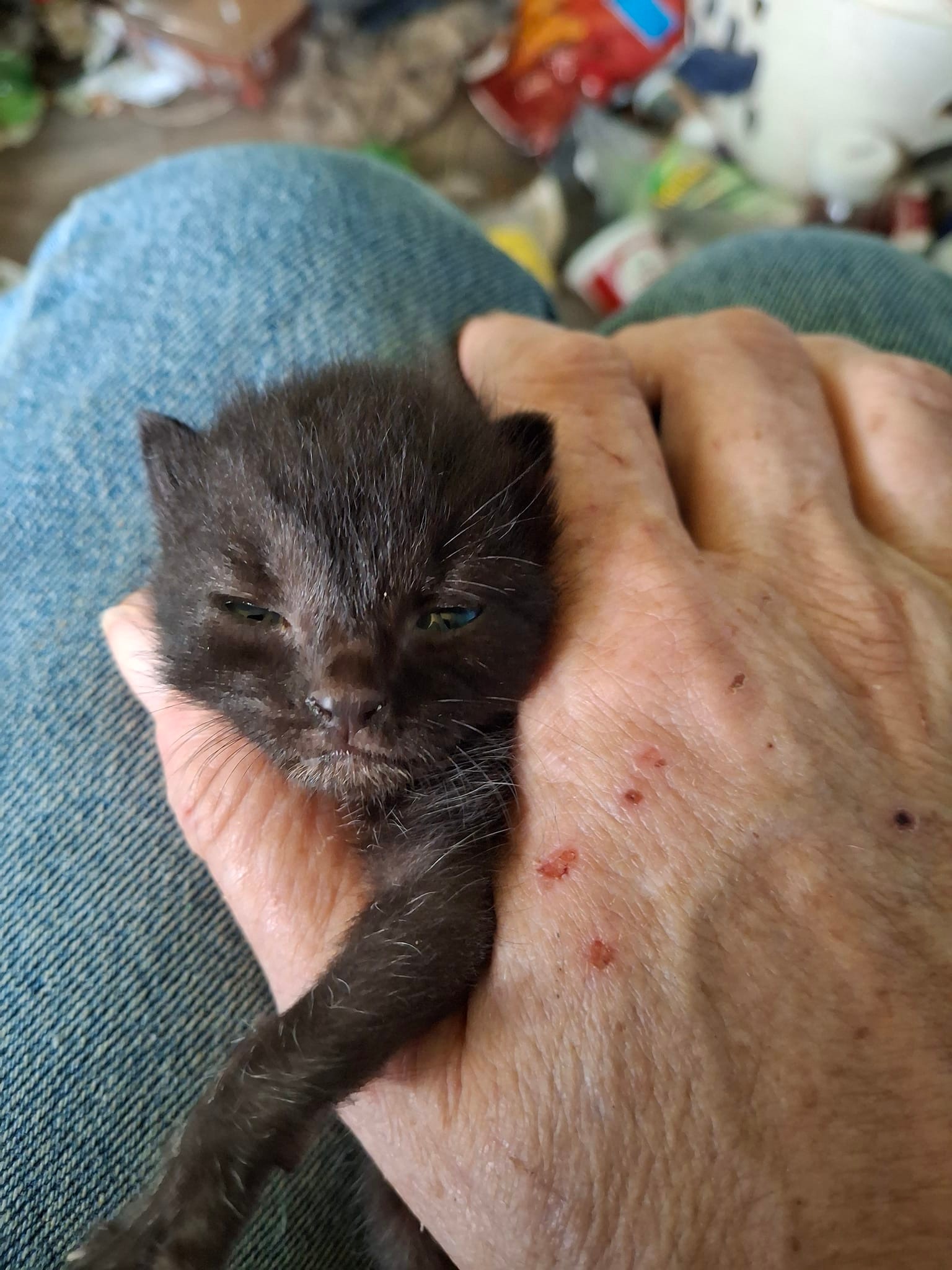 how to give b12 injection to kitten What is the safe dosage for 3.5-month-old kittens? Neurobion Ampoule Size:1000 mcg/ml - 30 ml x 3 Vitamin B12 Injections in