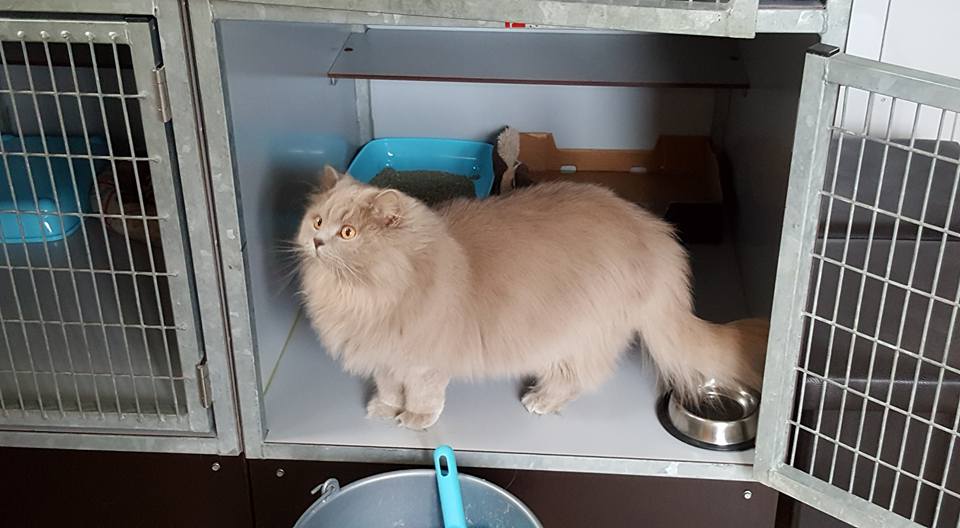 Schitterende Britse langhaar,... - Kattenpension Smagtenberg | Facebook