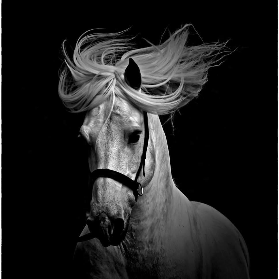 Exactly why I... - Classical Equestrian Centre of New Zealand | Facebook