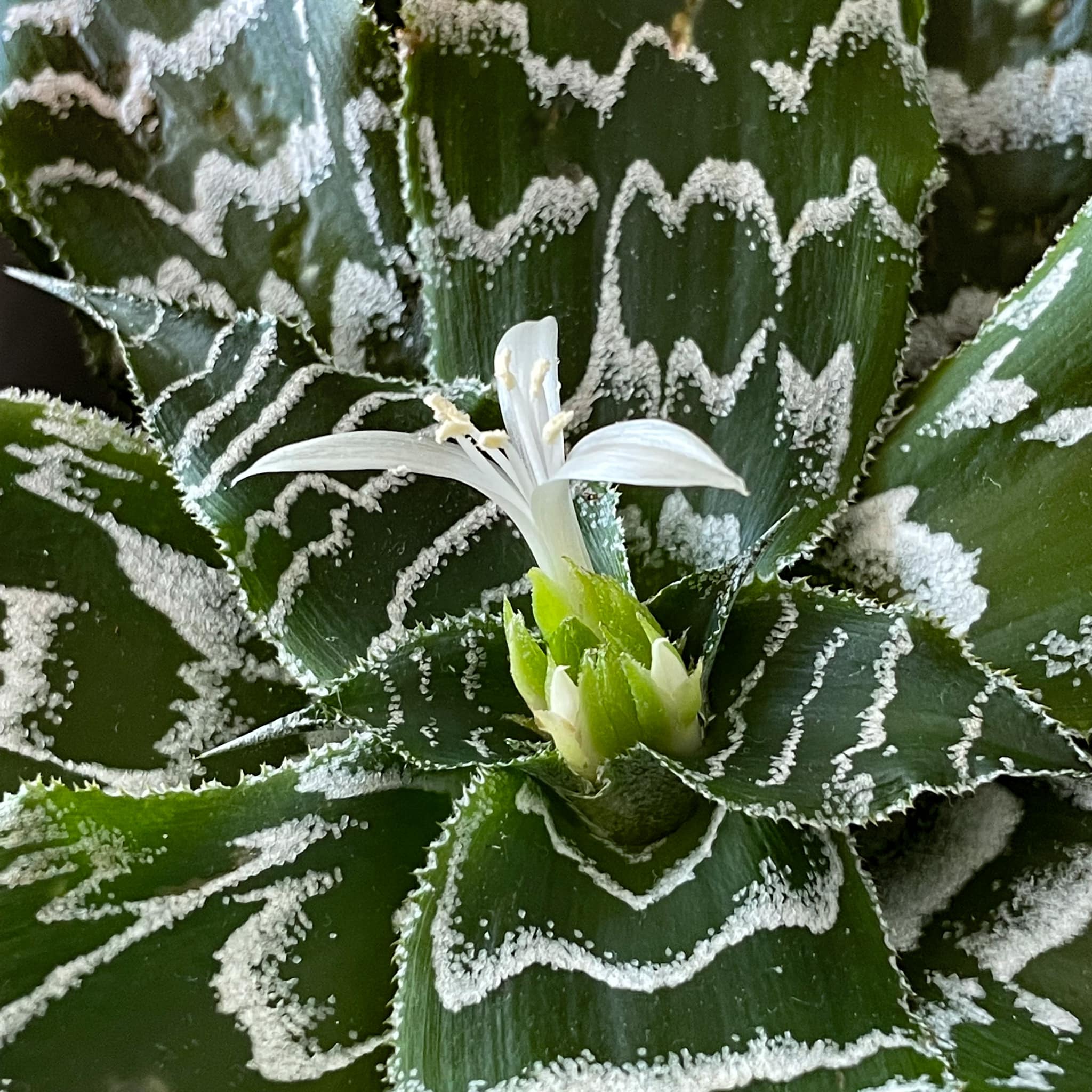 Cryptanthus 'Love Potion # 9' ready to bloom.
