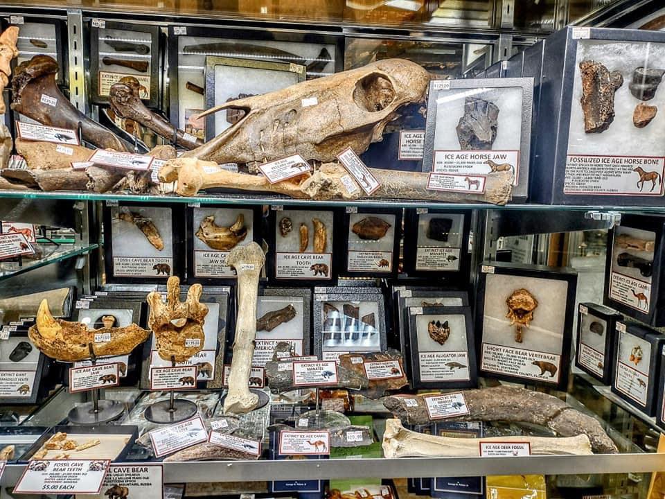 Smoky Mountain Relic Room - Early Mammal Fossil Showcase!!!.... | Facebook