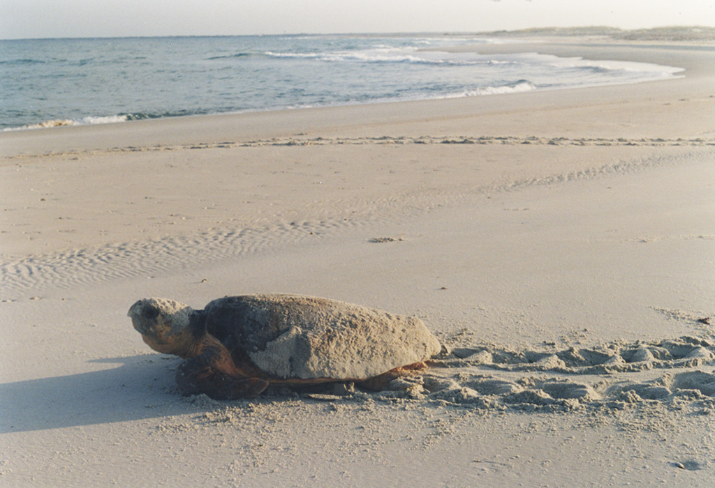 Today is World Sea Turtle... - Cape Lookout National Seashore | Facebook