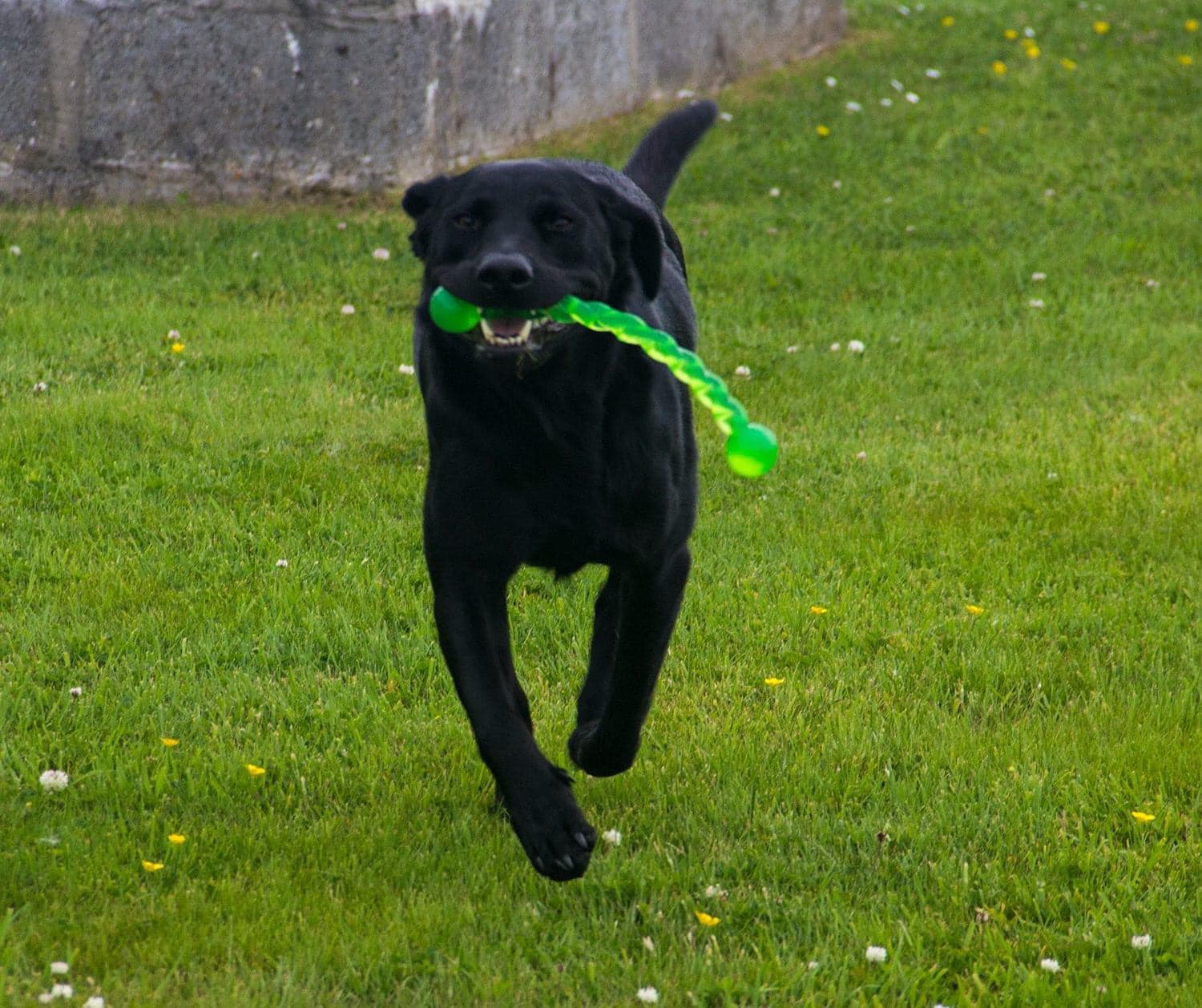 Labrador Retriever Rescue Scotland - Home