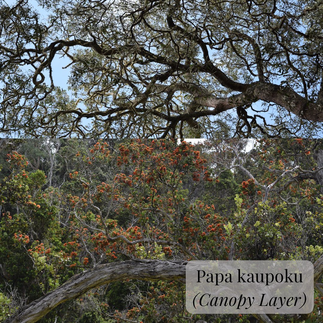 Meet our native forest canopy... - Three Mountain Alliance