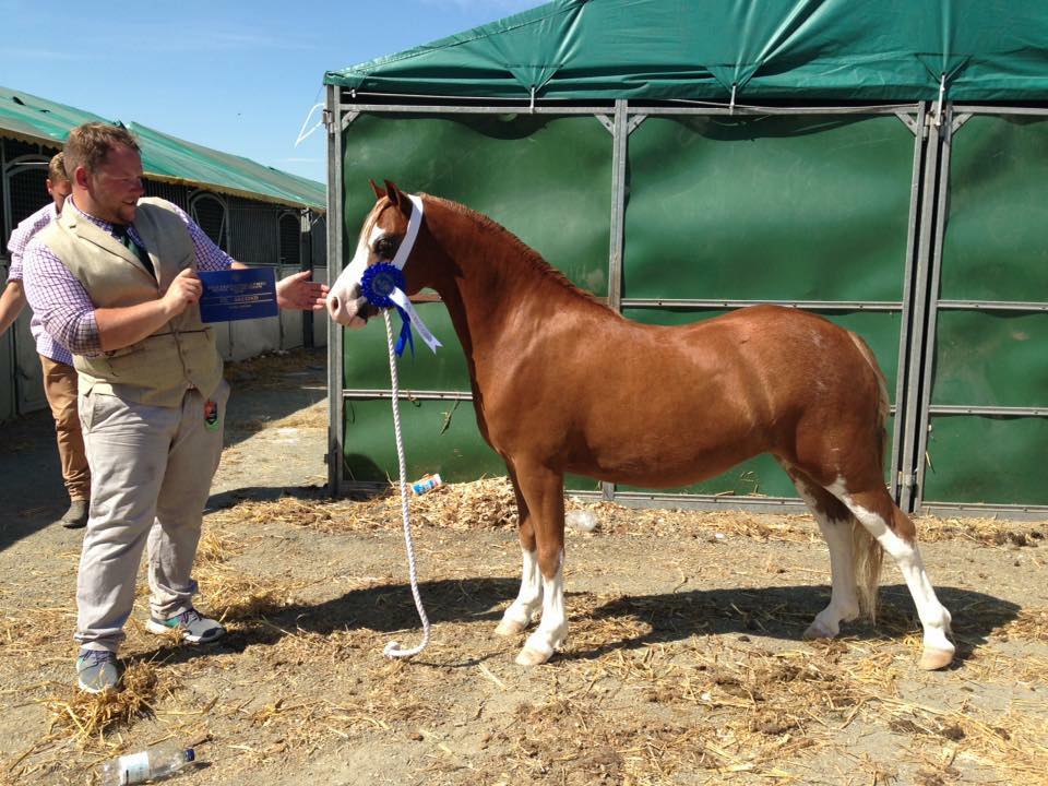 Danash Stud