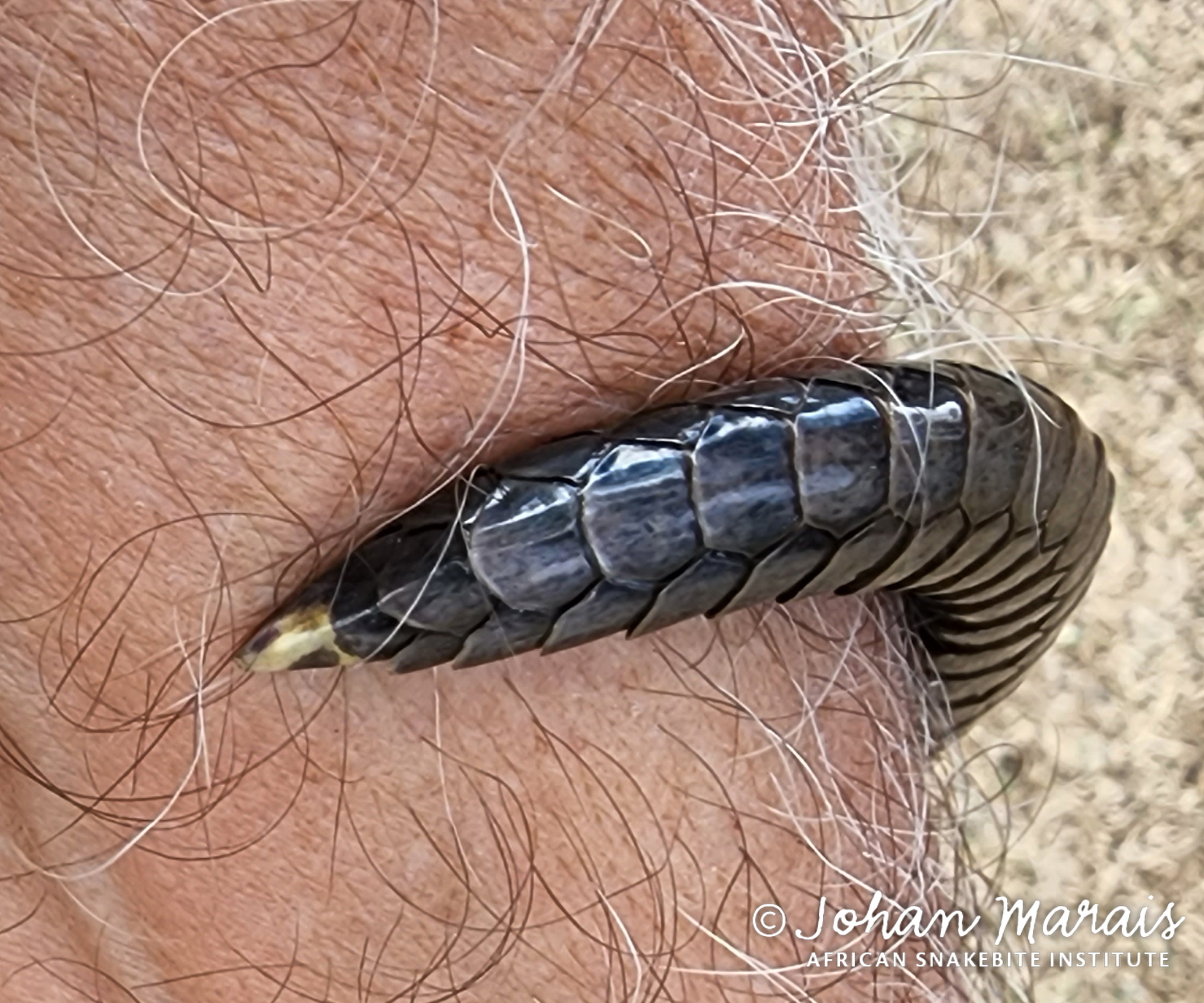 A Forest Cobra (Naja... - African Snakebite Institute | Facebook