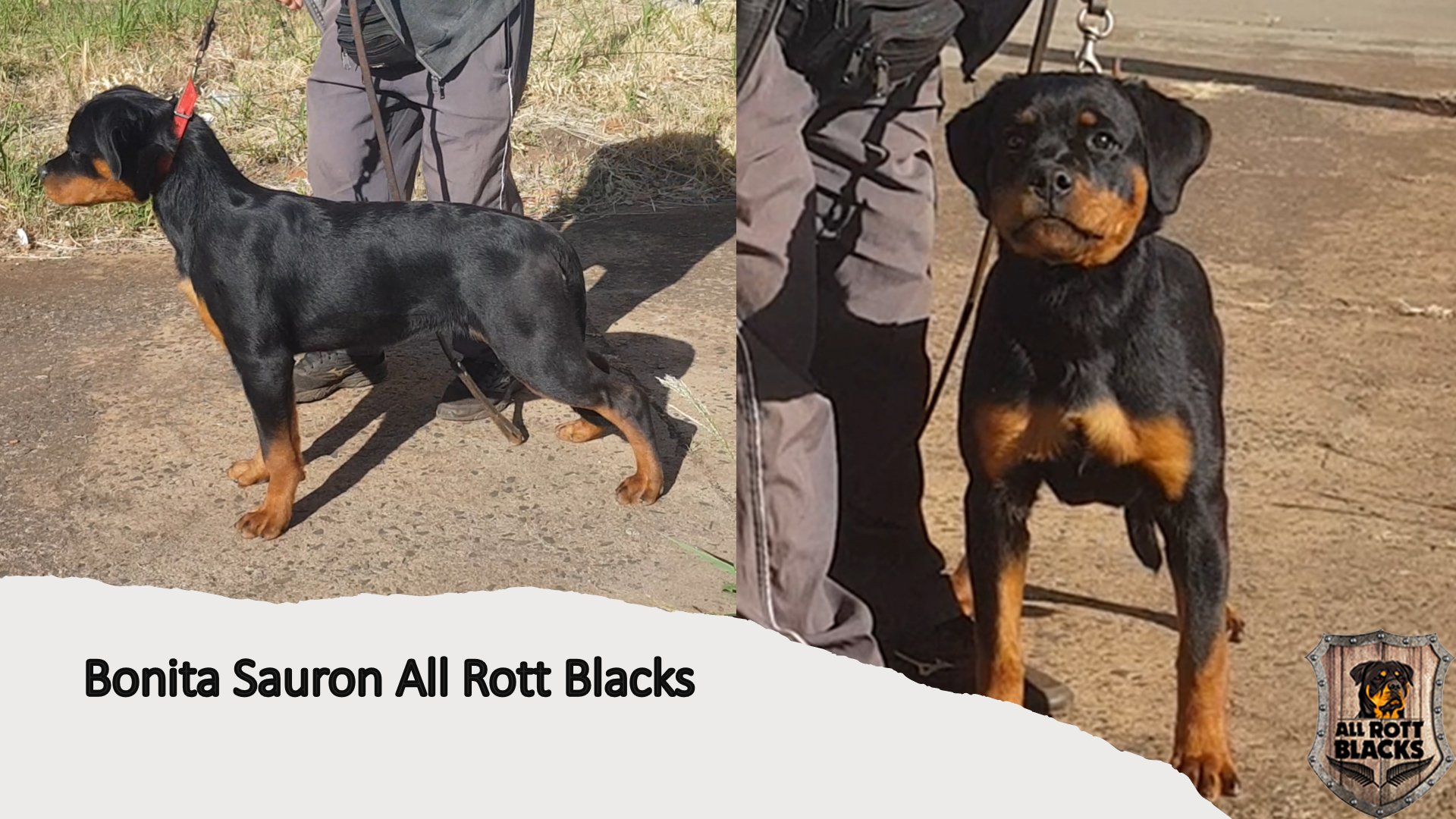 Canil All Rott Blacks