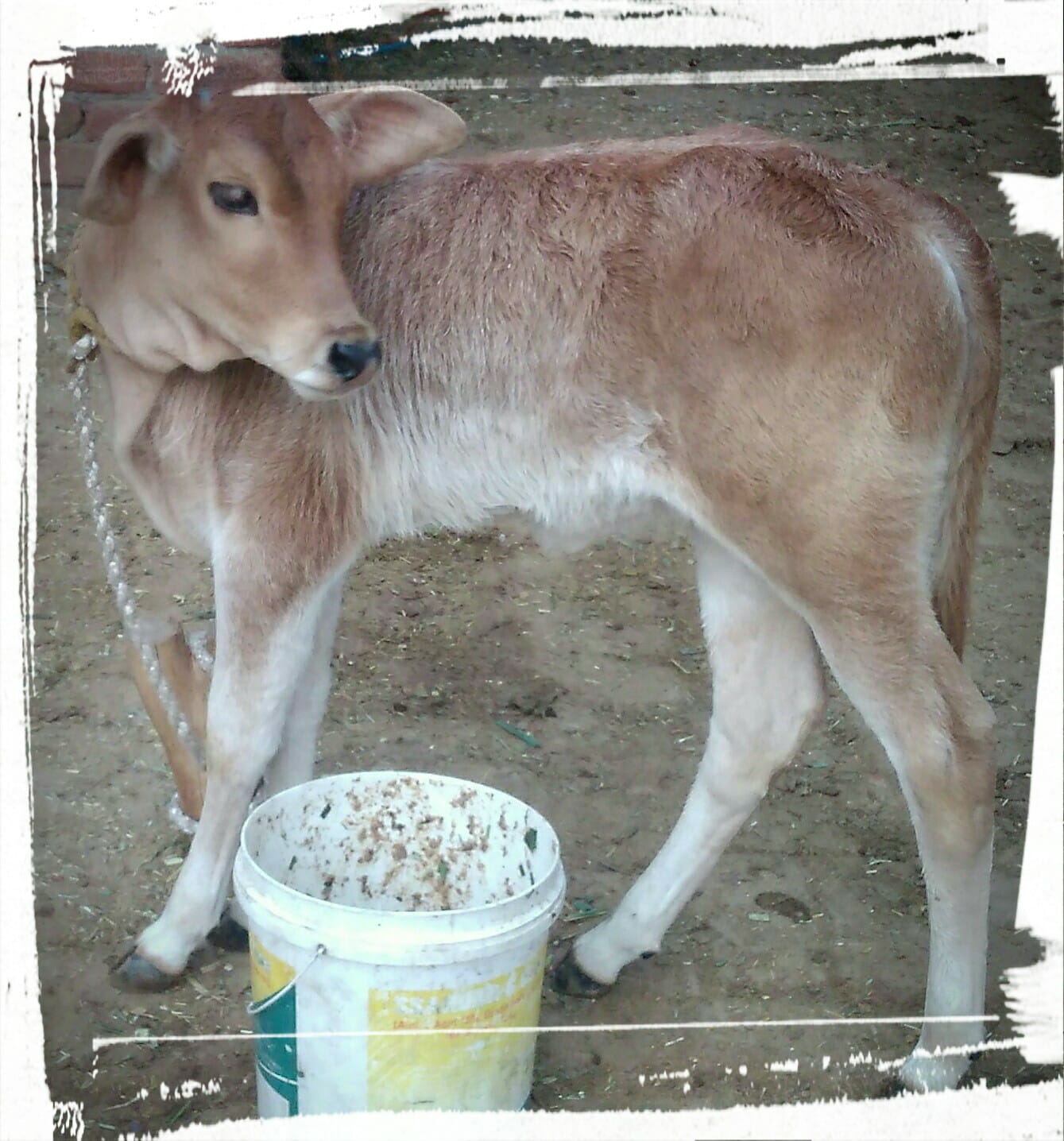 Godara Brothers Dairy Farm