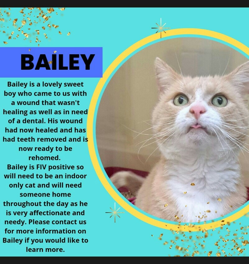 This is the lovely Bailey,... - Rspca Taylors Rehoming Centre