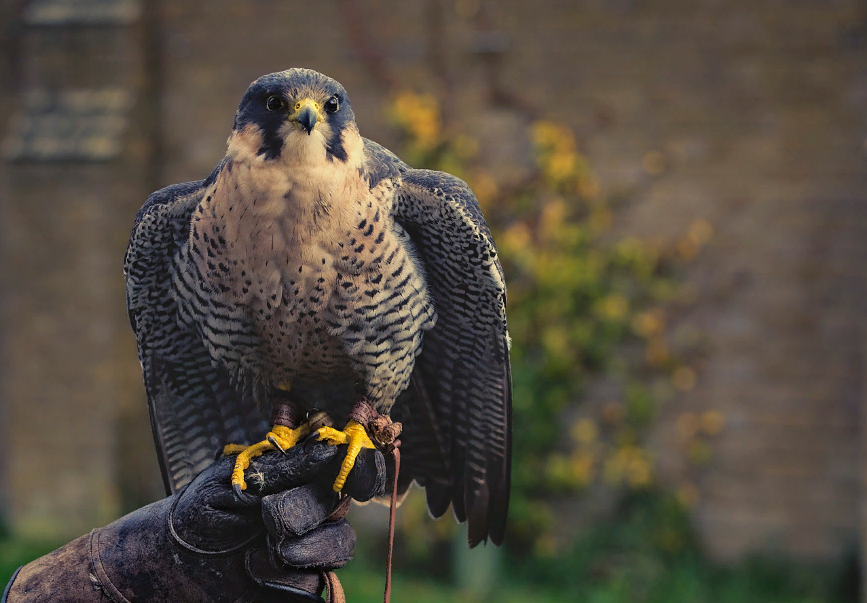 Predator - Two birds could potentially be considered Earth’s largest ...