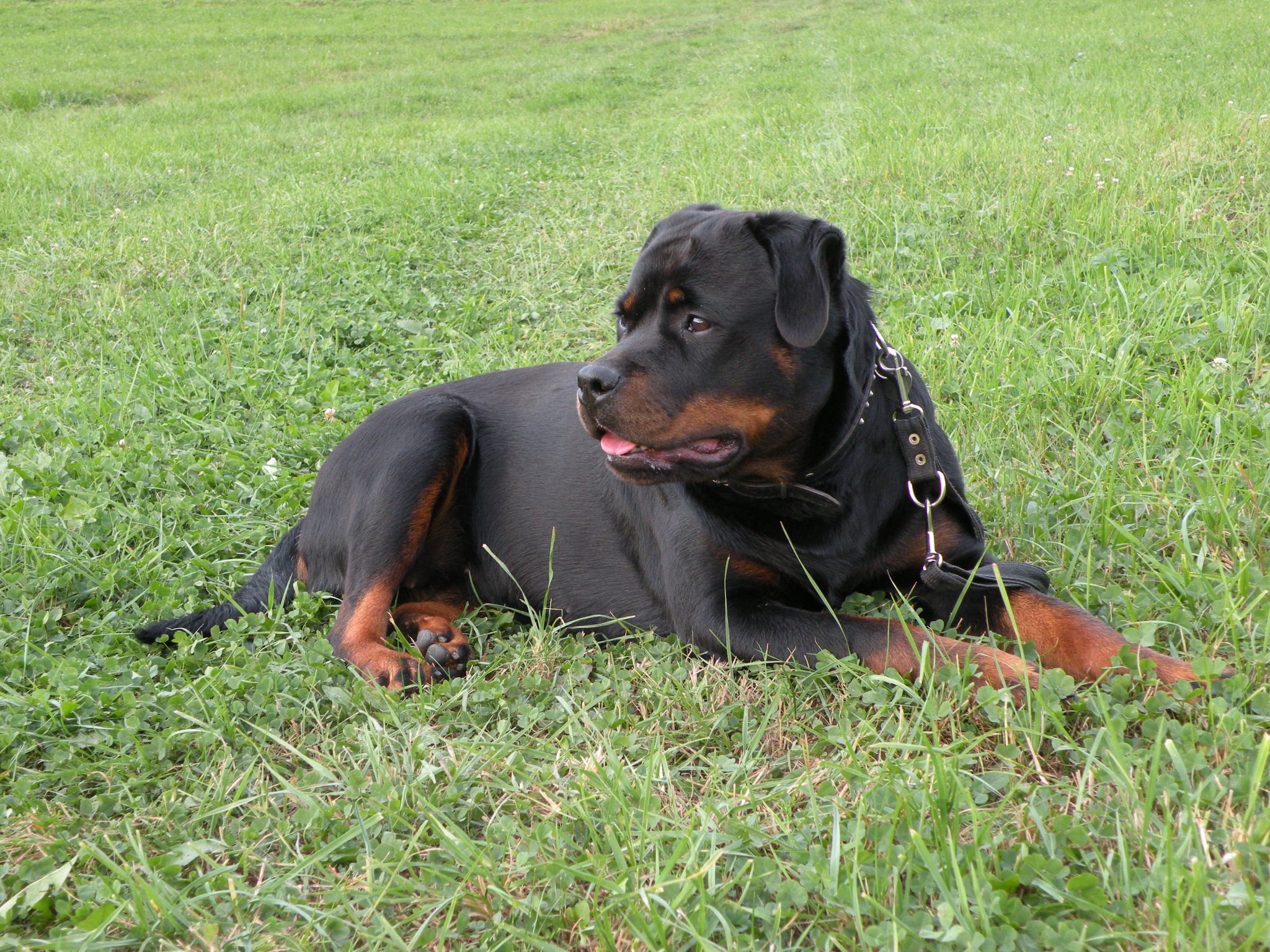 Valarti Rottweiler Kennel | Zaskale