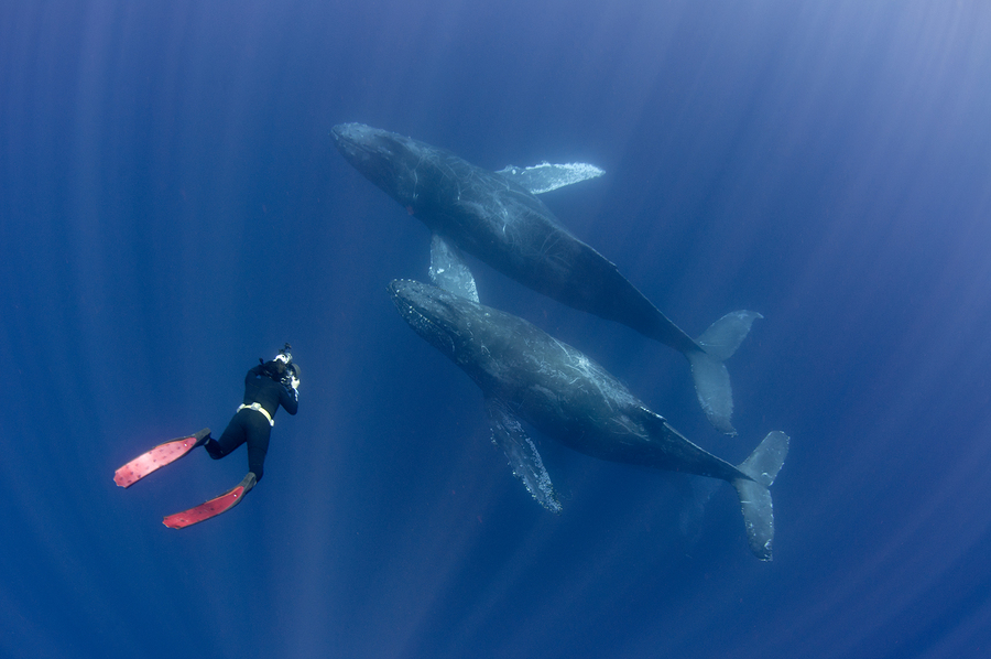 La mer de Cortez, en Basse-Californie, au Mexique, constitue une ...