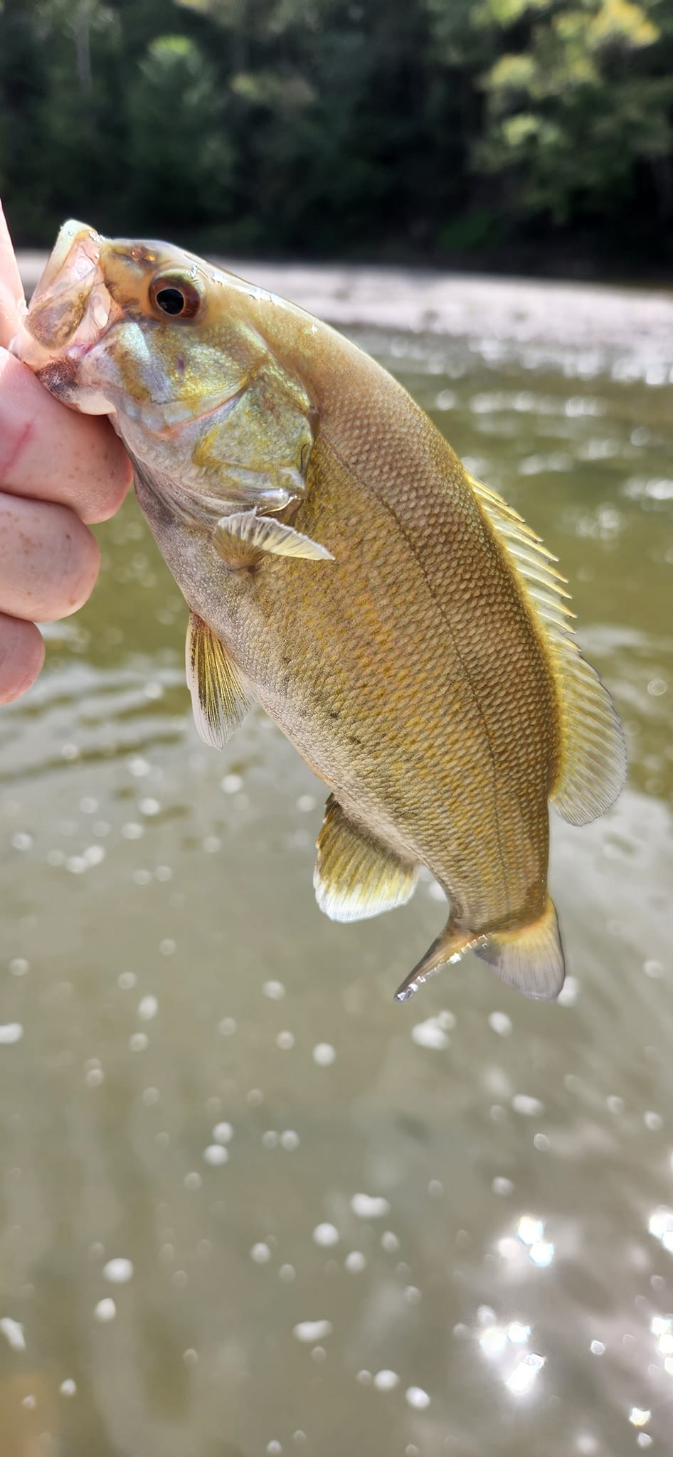 dw3 fishing pole Scrambled Egg the Penn Prevail III Color:Hamrick Shad Ice Box For Fish Lakexlure