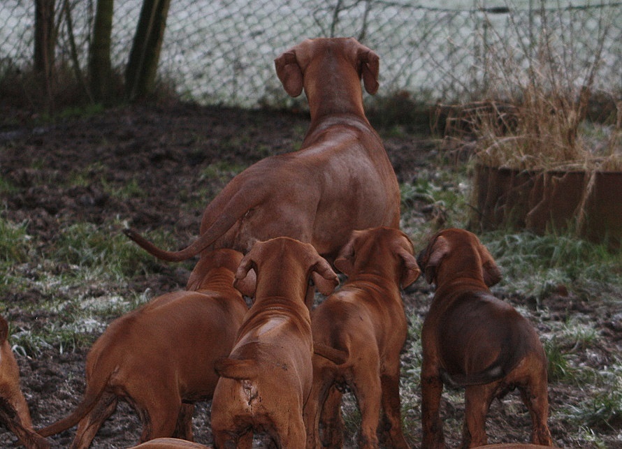 Rhodesian Ridgeback Kennel of Mombasa - Kwelanga