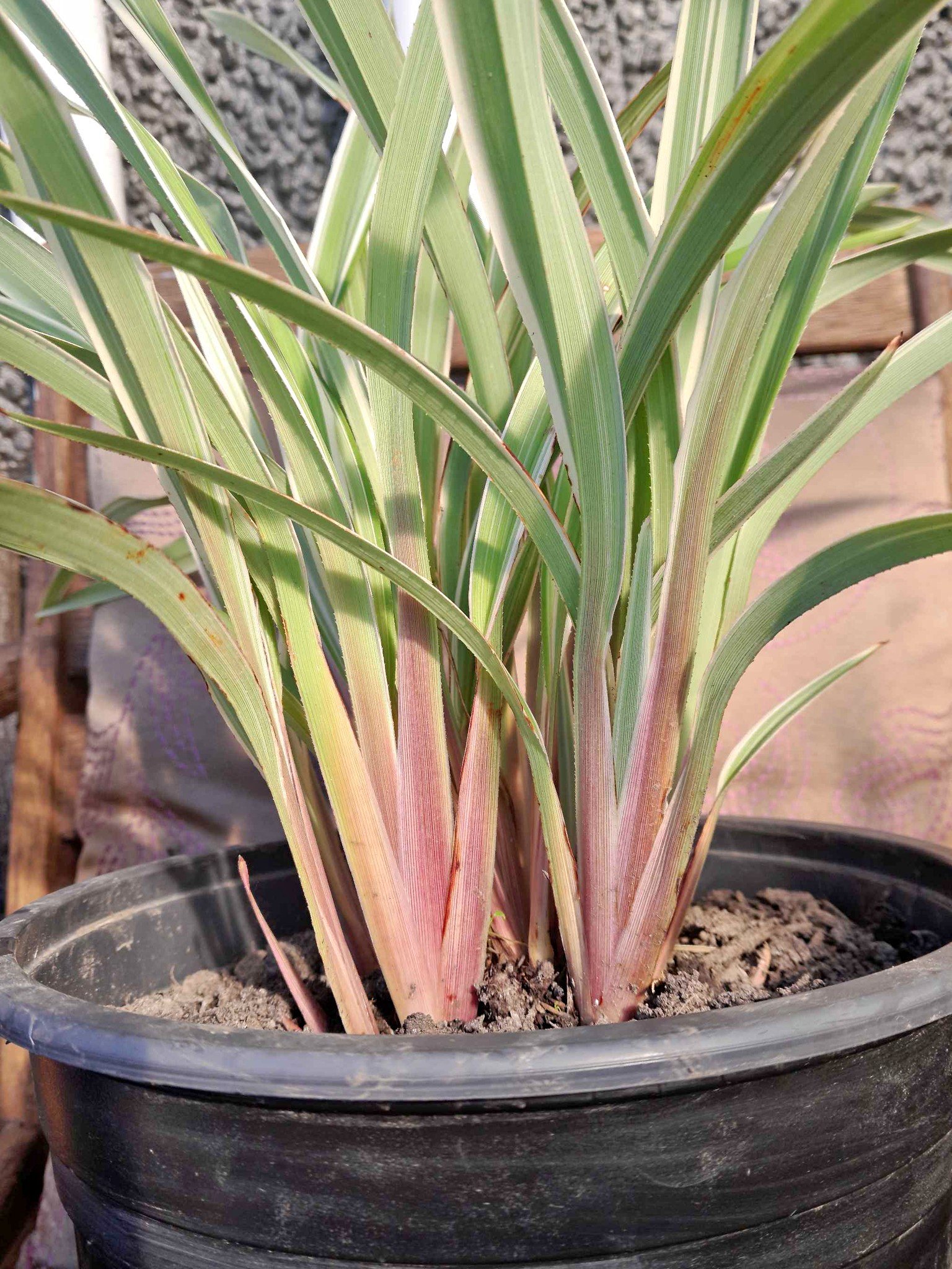 Phormium - $7 - Big pot (5L) - Collection Rangiora - Plants & Seedlings ...