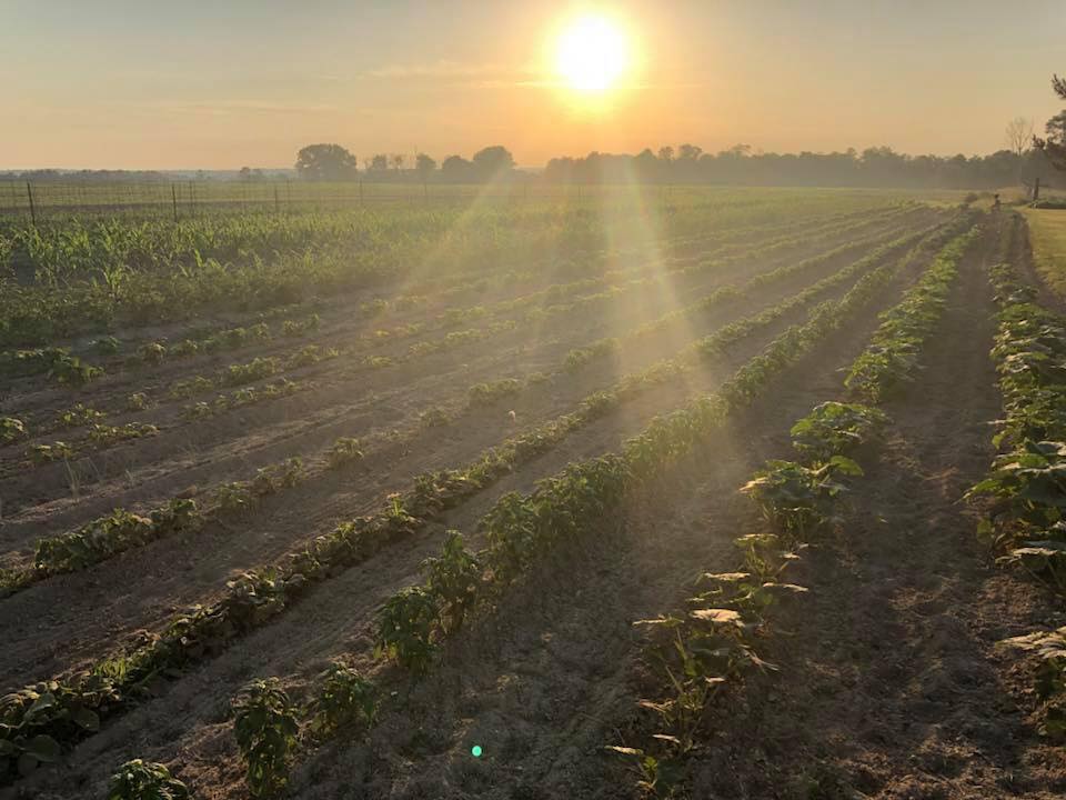 Strong Roots Family Farm | Madison IN