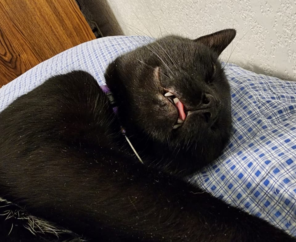 Black cats sleep with one eye open lol💓💓💓