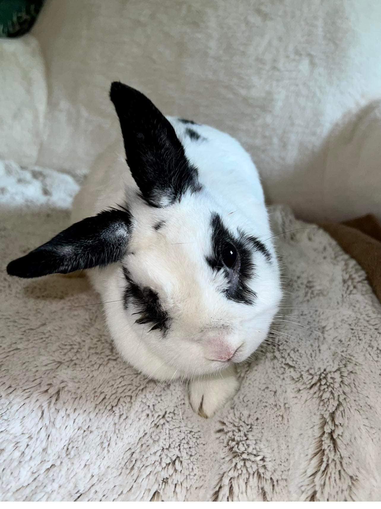 Scrappy is THRIVING. 3... - Dolly's Dream Home Rabbit Rescue