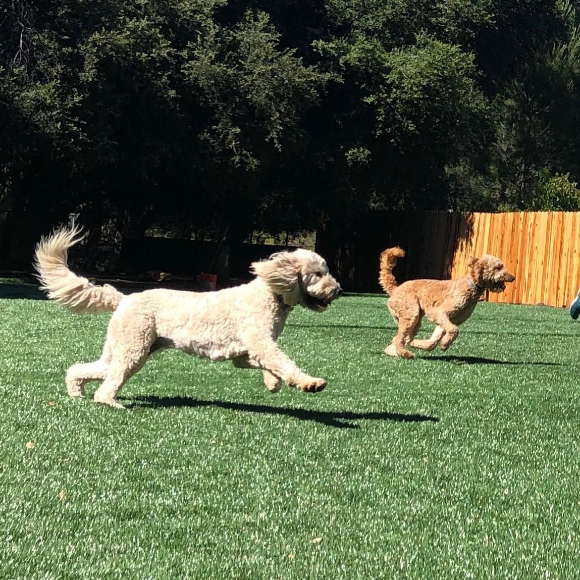 What an amazing year at OC Dog Ranch! It’s hard to believe this is our ...