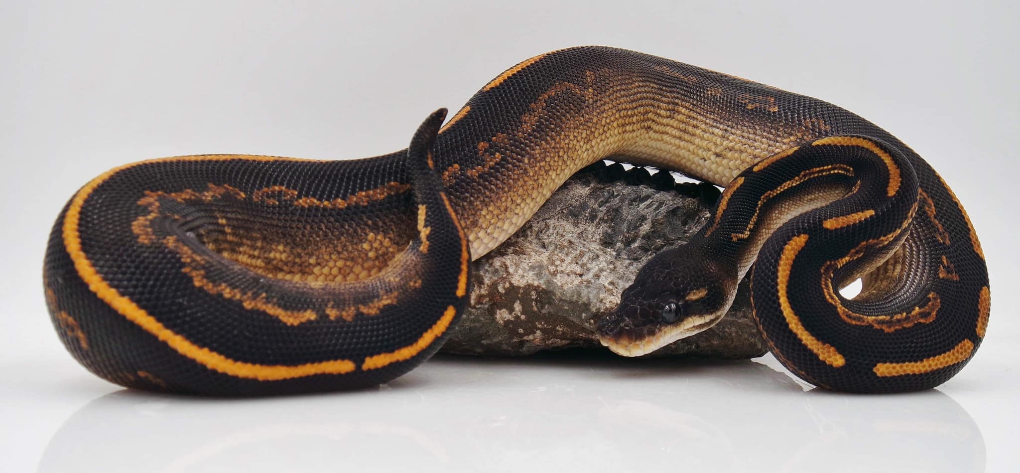 Belgrade Ball Pythons | Smithfield ME