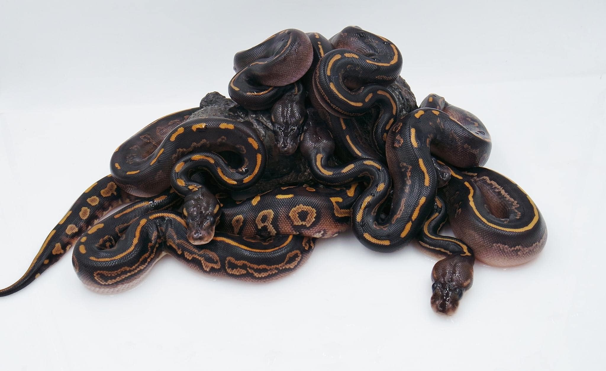 Belgrade Ball Pythons | Smithfield ME
