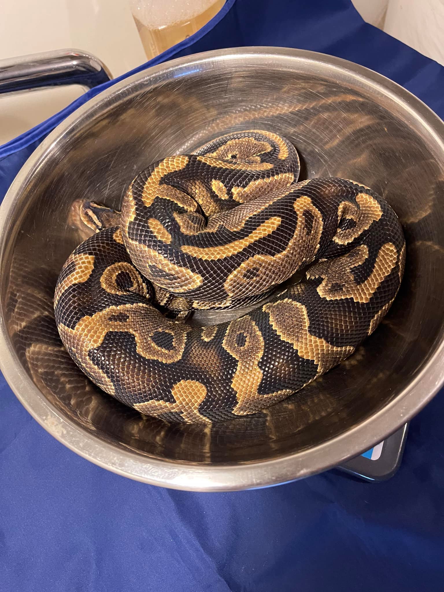 Belgrade Ball Pythons | Smithfield ME