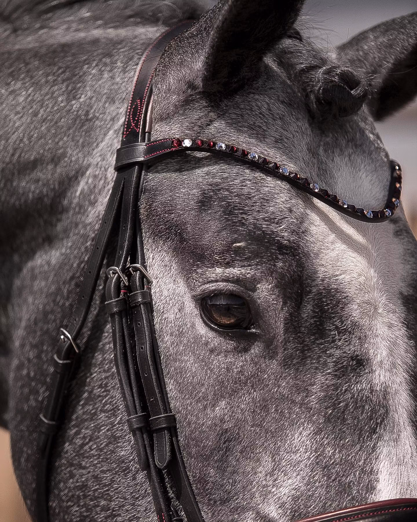 Horsecode - Dark Rubin💍 Unsere Horsecode Trense Dark Rubin...