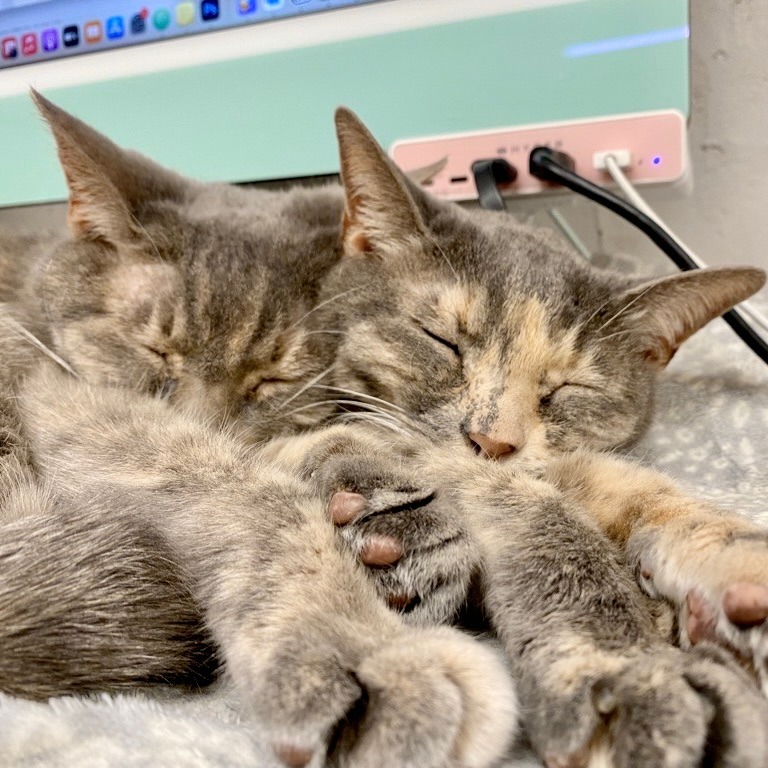 株式会社qnote - 姉妹で仲良くお眠り中...😴 #qnote_cat #猫営業部 #猫社員 #猫のいる暮らし... | Facebook