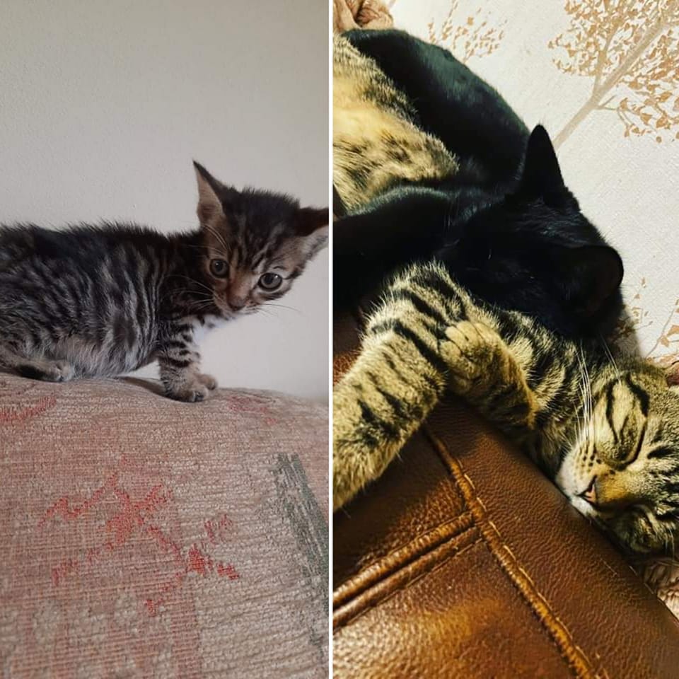 How it... - Mansfield Cat Rescue registered charity 1193319 | Facebook